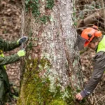 Tree Stump Removal Service