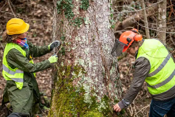 Tree Stump Removal Service