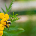 Bee-Friendly Alternatives to Chemical Pest Control