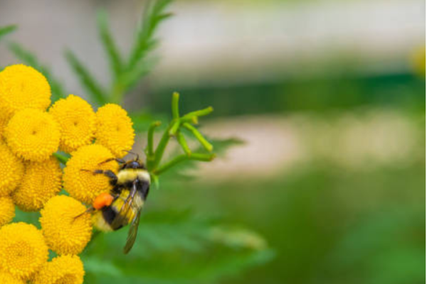 Bee-Friendly Alternatives to Chemical Pest Control