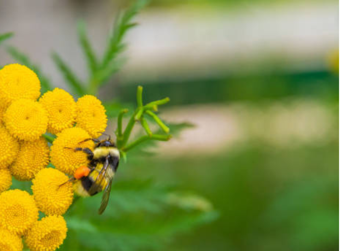 Bee-Friendly Alternatives to Chemical Pest Control