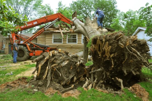 Affordable Tree Service