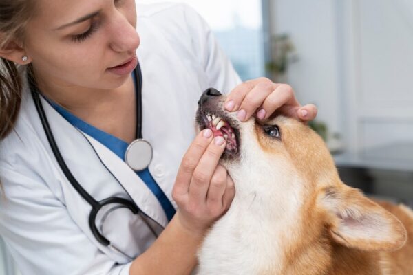 Fenbendazole Tablets An Effective Treatment for Roundworms in Dogs