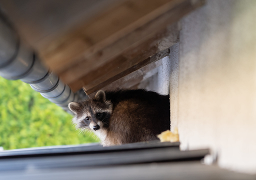 raccoon removal