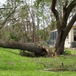 cheap tree trimming service