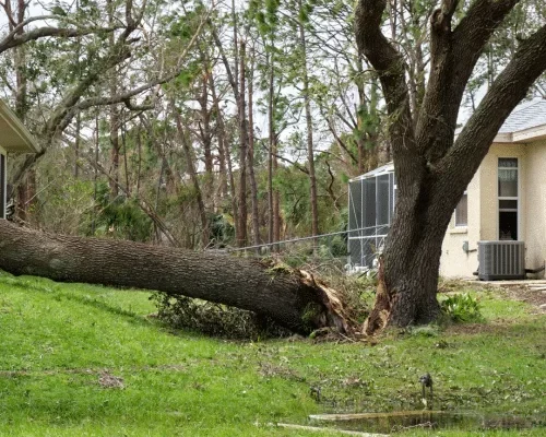 cheap tree trimming service