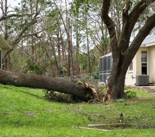 cheap tree trimming service