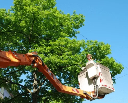 emergency tree removal