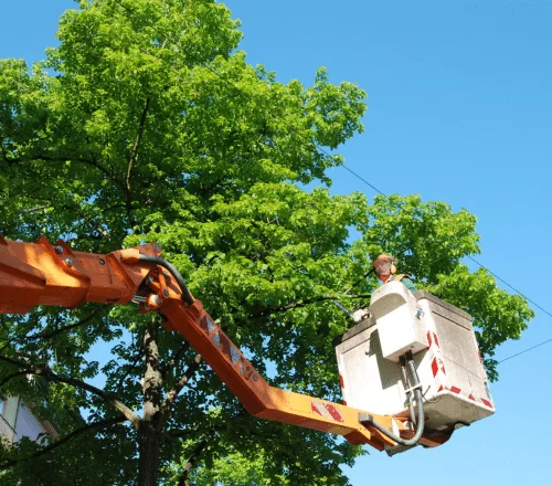 emergency tree removal