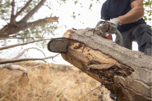 Tree Removal