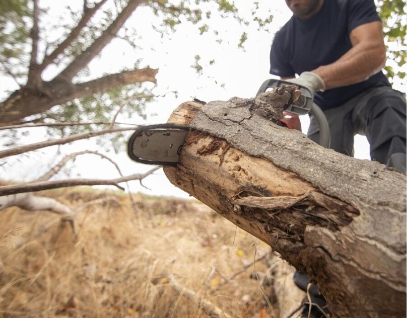 Tree Removal