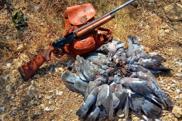 The Role of Dove Banding in Migration Research and Hunting Insights