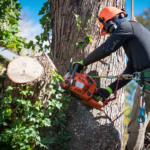 tree removal