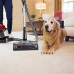 Carpet Sofa Cleaning Services: Why Deep Cleaning is a Must for Pet Owners