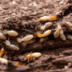 min-sub-termite-control-singapore-soil-treatment