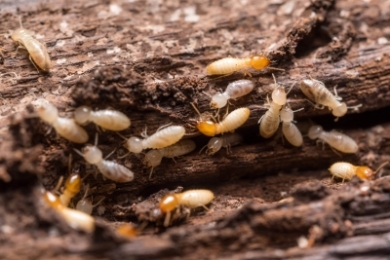 min-sub-termite-control-singapore-soil-treatment