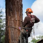 arborist in dallas