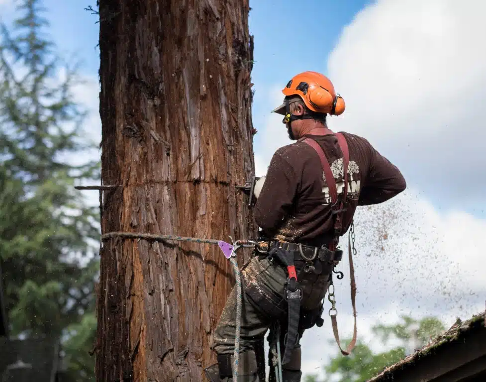 arborist in dallas