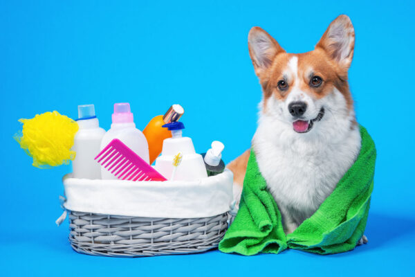 pet grooming supplies