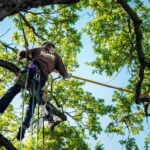 Affordable Tree Trimming