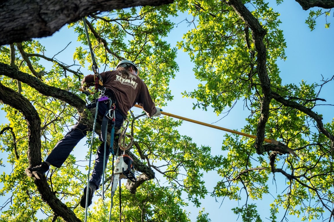 Affordable Tree Trimming