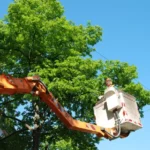 Arbor Care Tree Service