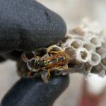 wasp nest removal cost