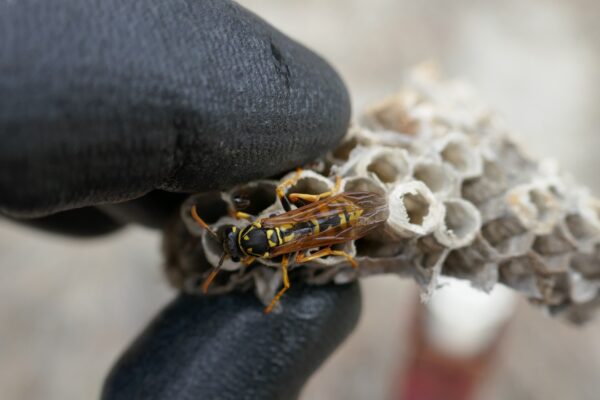 wasp nest removal cost