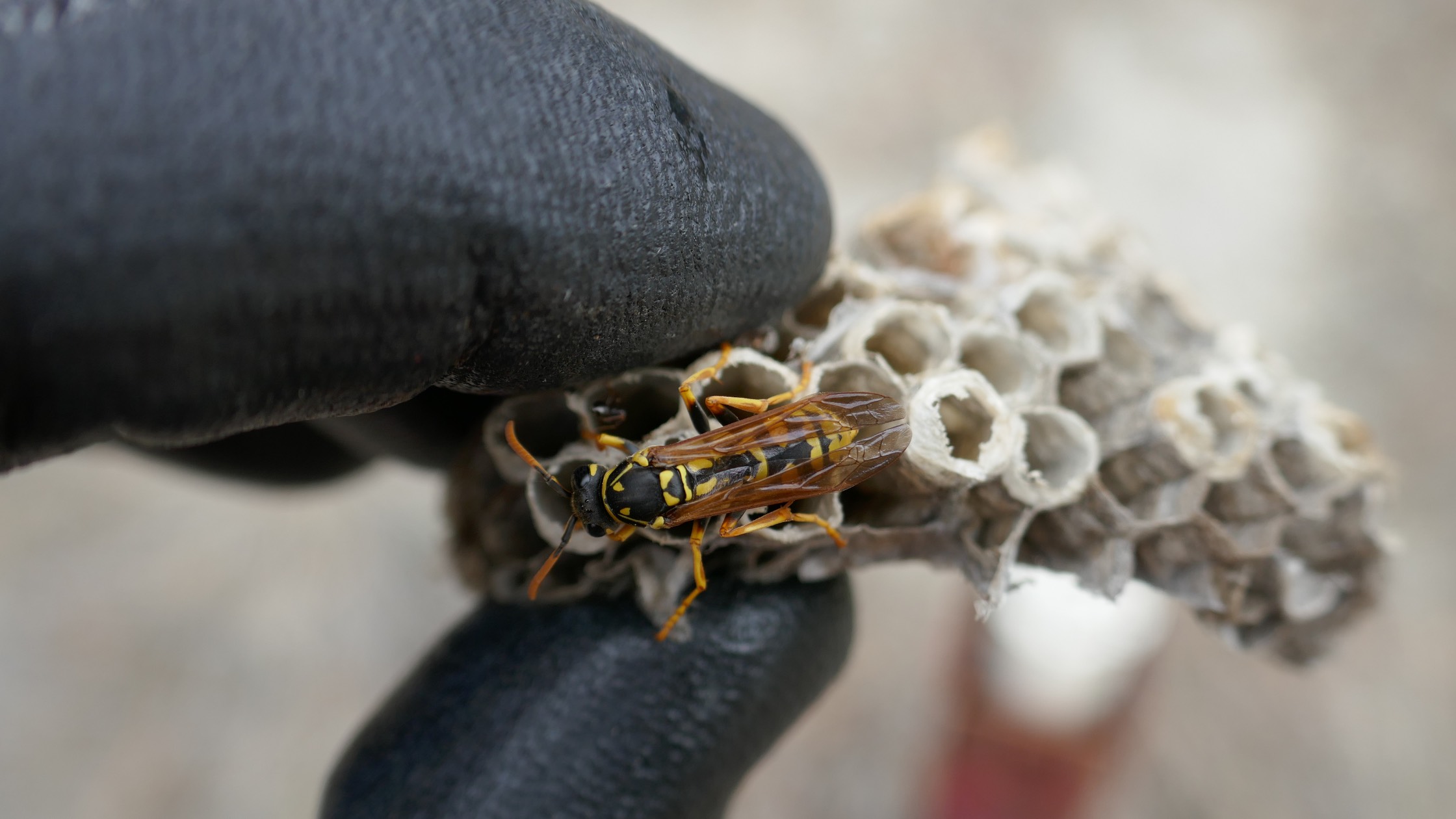 wasp nest removal cost