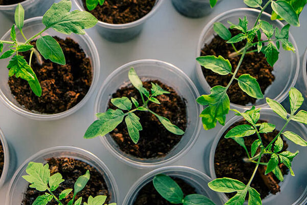 cloning plants