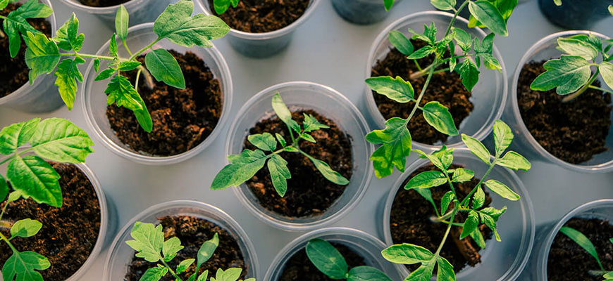 cloning plants