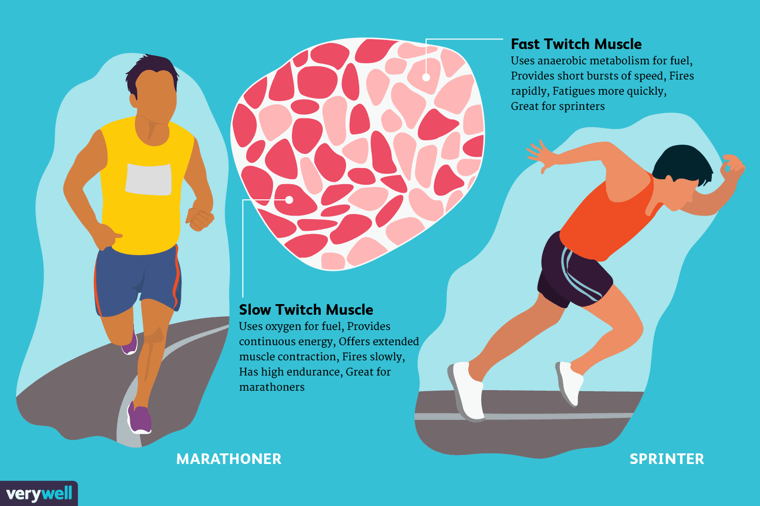 muscle Potential