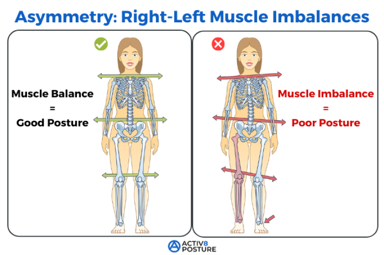 Fix Muscle